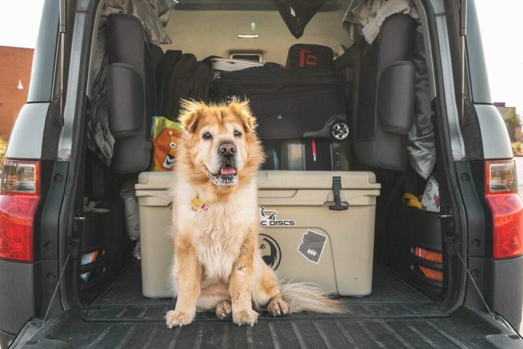 Reisen mit deinem Hund im Auto