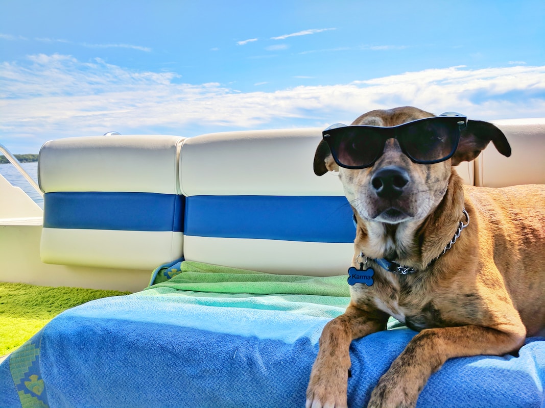 Reisen mit deinem Hund